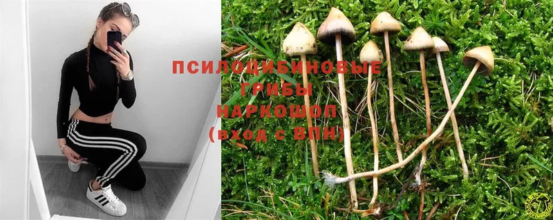 наркотики  Александровск-Сахалинский  Галлюциногенные грибы Psilocybine cubensis 